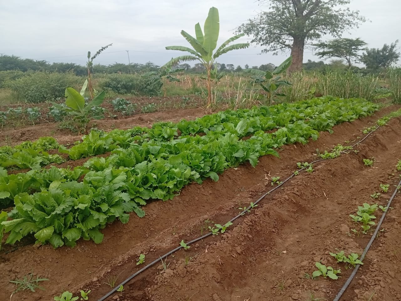Lishe nutrition program